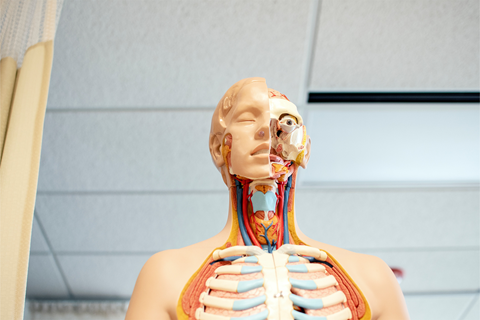 Modell av menneskelig anatomi med hvitt tretak i bakgrunnen (foto: Nhia Moua på Unsplash)