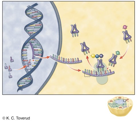 DNA-mRNA