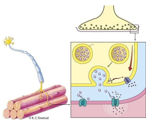 Nevromuskulær synapse