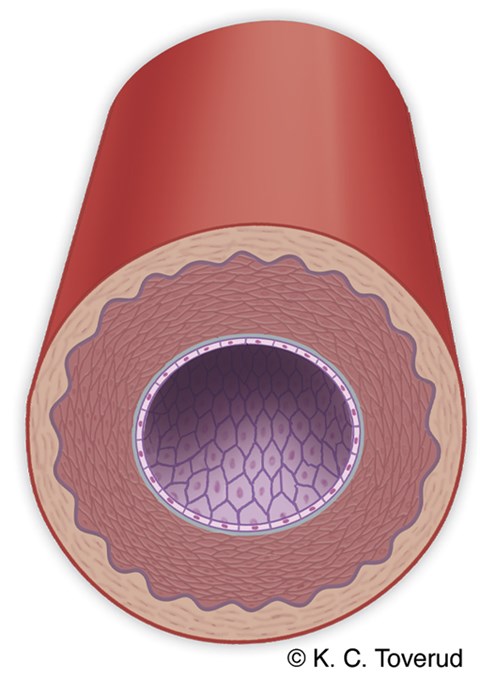 Arterie