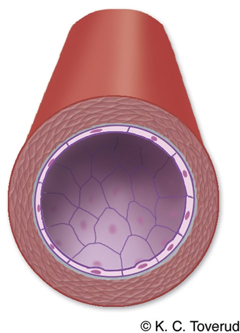 Arteriole